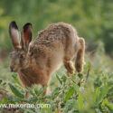 Brown hare jogging through in wild field corner. June Suffolk. Lepus europaeus