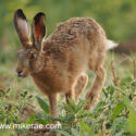 Brown hare jogging close in wild field corner. June Suffolk. Lepus europaeus