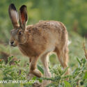 Brown hare jogging by close in wild field corner. June Suffolk. Lepus europaeus