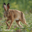 Brown hare walking by close in wild field corner. June Suffolk. Lepus europaeus