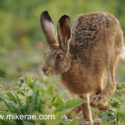 Brown hare running by close in wild field corner. June Suffolk. Lepus europaeus