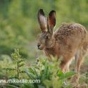 Brown hare run by close in wild field corner. June Suffolk. Lepus europaeus
