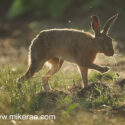 Brown hare stepping through midsummer evening. June Suffolk. Lepus europaeus