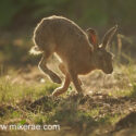 Brown hare running through midsummer evening. June Suffolk. Lepus europaeus