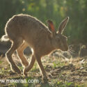 Brown hare running through close midsummer evening. June Suffolk. Lepus europaeus