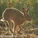 Brown hare running by close midsummer evening. June Suffolk. Lepus europaeus