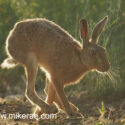 Brown hare back lit run by close midsummer evening. June Suffolk. Lepus europaeus
