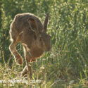 Brown hare back lit run by oats midsummer evening. June Suffolk. Lepus europaeus