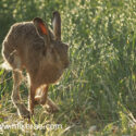 Brown hare back lit running by oats midsummer evening. June Suffolk. Lepus europaeus