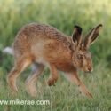Brown hare stepping past midsummer dawn. June Suffolk. Lepus europaeus