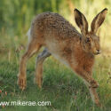 Brown hare stepping past high midsummer dawn. June Suffolk. Lepus europaeus