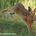 Brown hare leaping midsummer dawn. June Suffolk. Lepus europaeus