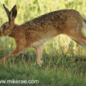 Brown hare stepping past long and close midsummer dawn. June Suffolk. Lepus europaeus