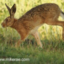 Brown hare jogging past long and close midsummer dawn. June Suffolk. Lepus europaeus