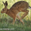 Brown hare jogging past close midsummer dawn. June Suffolk. Lepus europaeus