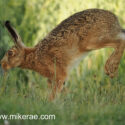 Brown hare bouncing past close midsummer dawn. June Suffolk. Lepus europaeus