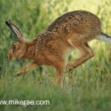 Brown hare bouncing legs past close midsummer dawn. June Suffolk. Lepus europaeus