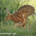 Brown hare bouncing long legs past close midsummer dawn. June Suffolk. Lepus europaeus