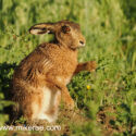 Brown hare wet sitting close midsummer dawn. June Suffolk. Lepus europaeus