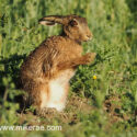 Brown hare wet sitting close feer up midsummer dawn. June Suffolk. Lepus europaeus