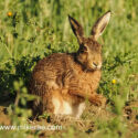 Brown hare wet sitting low feer up midsummer dawn. June Suffolk. Lepus europaeus