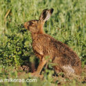 Brown hare wet sitting lwith thistle midsummer dawn. June Suffolk. Lepus europaeus