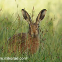 Brown hare wet sitting low and looking midsummer dawn. June Suffolk. Lepus europaeus