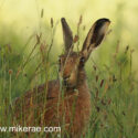Brown hare wet sitting low and looking past midsummer dawn. June Suffolk. Lepus europaeus