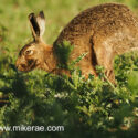 Brown hare running through thistles midsummer dawn. June Suffolk. Lepus europaeus