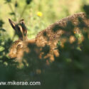 Brown hare running hiden through thistles midsummer dawn. June Suffolk. Lepus europaeus