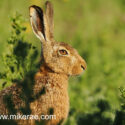 Brown hare ears up inthe sun midsummer dawn. June Suffolk. Lepus europaeus