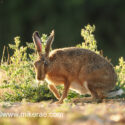 Brown hare low on field margin at sunset. July Suffolk. Lepus europaeus