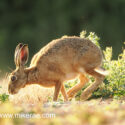 Brown hare walking low on field margin at sunset. July Suffolk. Lepus europaeus
