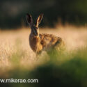 Brown hare standing in field at sunset. July Suffolk. Lepus europaeus