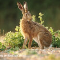 Brown hare sitting close on field margin at sunset. July Suffolk. Lepus europaeus