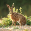 Brown hare sitting look on field margin at sunset. July Suffolk. Lepus europaeus
