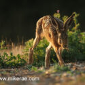 Brown hare comming forward on field margin at sunset. July Suffolk. Lepus europaeus