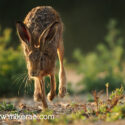 Brown hare running eyes look on field margin at sunset. July Suffolk. Lepus europaeus