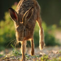 Brown hare running close eyes look on field margin at sunset. July Suffolk. Lepus europaeus