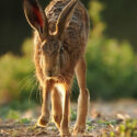 Brown hare running closer on field margin at sunset. July Suffolk. Lepus europaeus