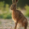 Brown hare sit tall on field margin at sunset. July Suffolk. Lepus europaeus