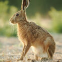 Brown hare sit side tall on field margin at sunset. July Suffolk. Lepus europaeus