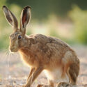 Brown hare sit head down on field margin at sunset. July Suffolk. Lepus europaeus