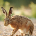 Brown hare sit head low down on field margin at sunset. July Suffolk. Lepus europaeus