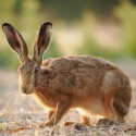 Brown hare sit head lower down on field margin at sunset. July Suffolk. Lepus europaeus
