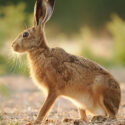 Brown hare sitting ear halo on field margin at sunset. July Suffolk. Lepus europaeus