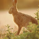 Brown hare sitting last sun on field margin at sunset. July Suffolk. Lepus europaeus
