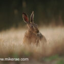 Brown hare sitting sun down on field. July Suffolk. Lepus europaeus