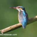 Kingfisher on branch in dawn sun above river bank . June Suffolk. Alcedo atthis