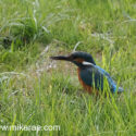 Kingfisher short grass on river bank . June Suffolk. Alcedo atthis
